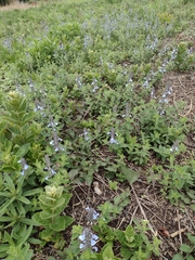 Salvia lachnostachys