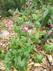 Pelargonium transvaalense