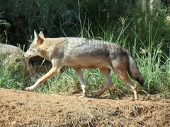 Canis lupaster