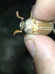 Polyphylla pottsorum