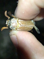 Polyphylla pottsorum