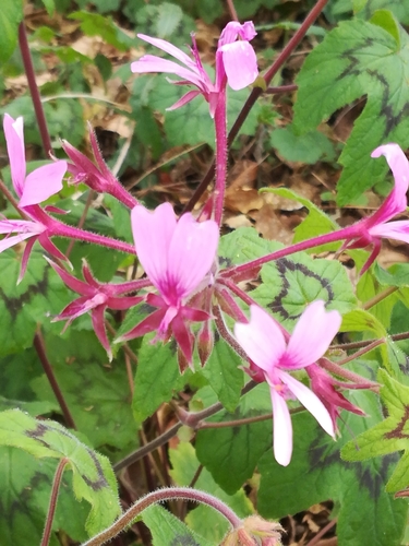 Pelargonium transvaalense, photograph 2
