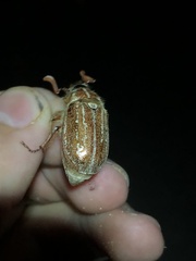 Polyphylla pottsorum