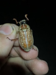 Polyphylla pottsorum