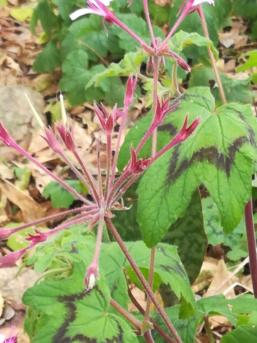Pelargonium transvaalense, photograph 3