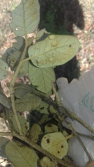 Dryomyia lichtensteinii