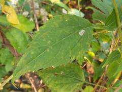 Calycomyza eupatoriphaga