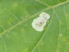 Calycomyza eupatoriphaga