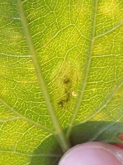Calycomyza eupatoriphaga