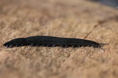 Peripatopsis capensis