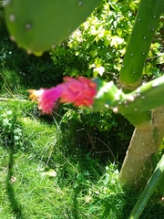 Opuntia cochenillifera