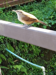 Cantorchilus modestus