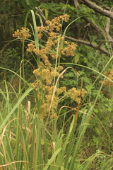 Cyperus vorsteri