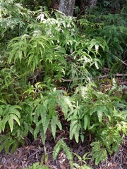 Dicranopteris linearis