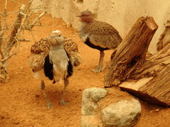 Chlamydotis undulata