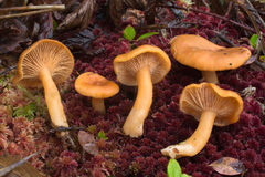 Lactarius alpinus