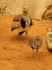 Chlamydotis undulata