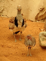 Chlamydotis undulata