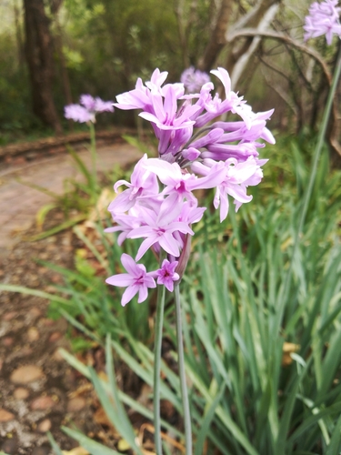 Tulbaghia violacea