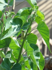 Cinnyris asiaticus