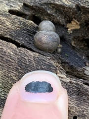 Lycogala flavofuscum