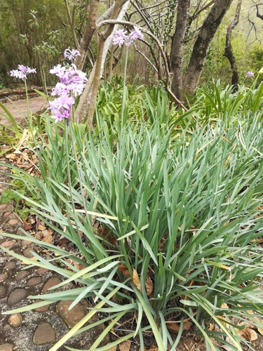 Tulbaghia violacea
