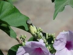 Cinnyris asiaticus