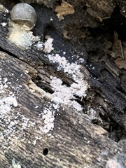 Lycogala flavofuscum