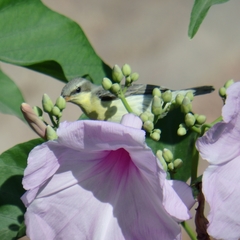 Cinnyris asiaticus