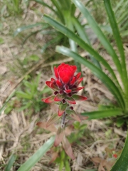 Castilleja arvensis pastorei