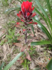 Castilleja arvensis pastorei