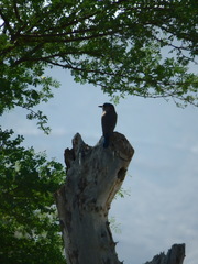 Coracias benghalensis