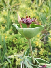 Euphorbia monteiroi