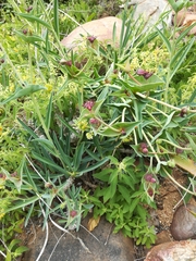 Euphorbia monteiroi