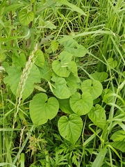 Angiospermae