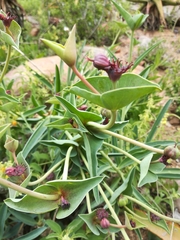 Euphorbia monteiroi