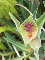 Euphorbia monteiroi