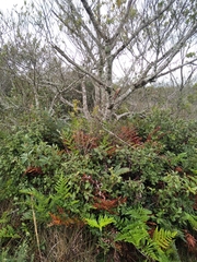 Daphnopsis racemosa