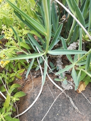 Euphorbia monteiroi