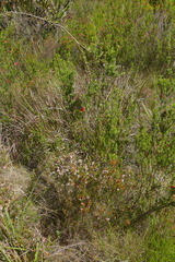 Erica cyathiformis