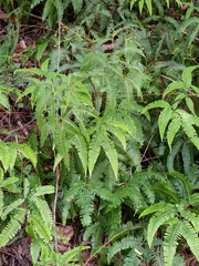 Dicranopteris linearis