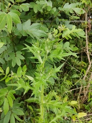 Cirsium