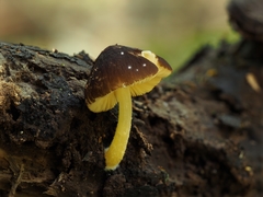 Pluteus pauperculus