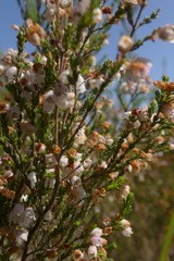 Erica cyathiformis