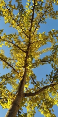 Ginkgo biloba