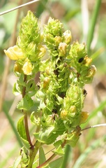 Alectra sessiliflora