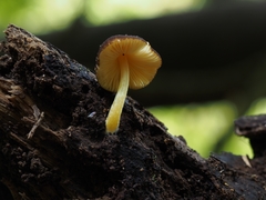 Pluteus pauperculus