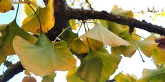 Ginkgo biloba