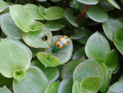 Diabrotica sexmaculata