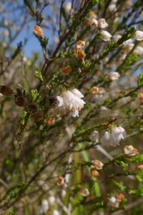 Erica cyathiformis